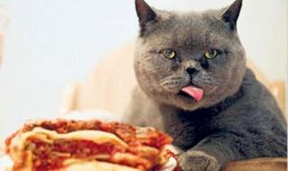 猫不能吃的东西表格